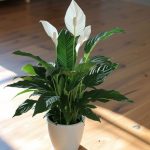 11 sätt att få din fredslilja att blomma
