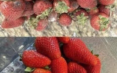 Hur man håller jordgubbar färska längre: 7 experttips för att förhindra mögel och förstörelse