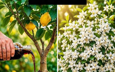 Mitt citronträd hade inte blommat på två år — jag gjorde DETTA och på 30 dagar EXPLODERAR det av frukt