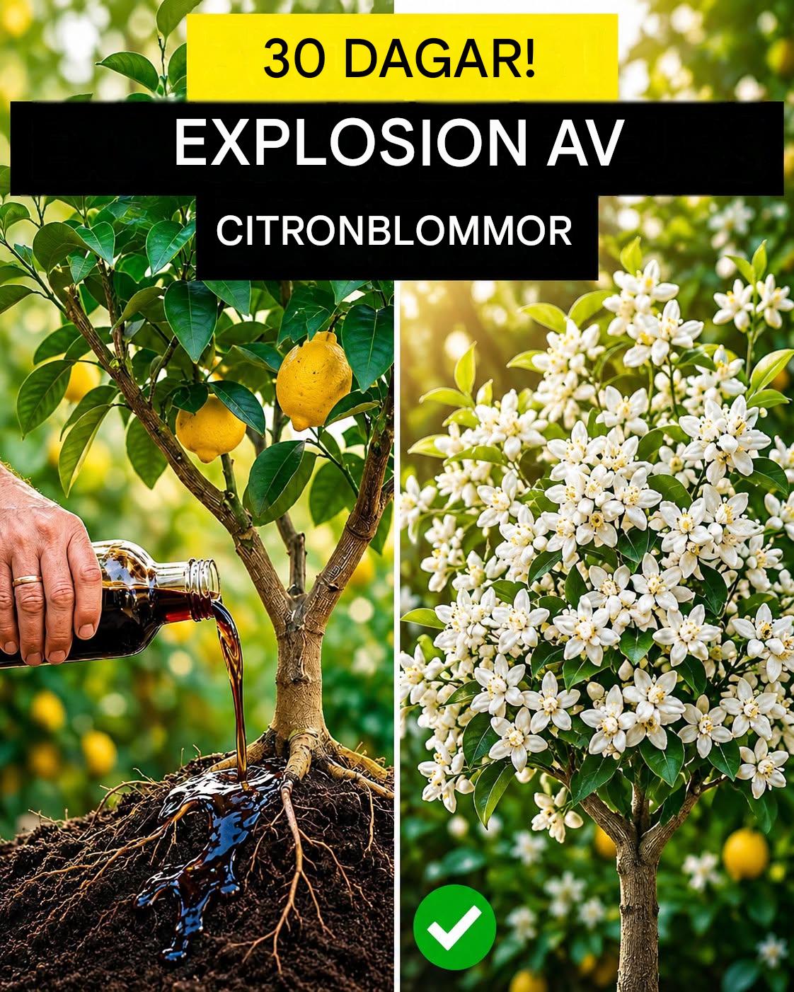 Mitt citronträd hade inte blommat på två år — jag gjorde DETTA och på 30 dagar EXPLODERAR det av frukt