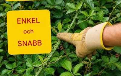 Bli av med björnbär: snabbt och enkelt