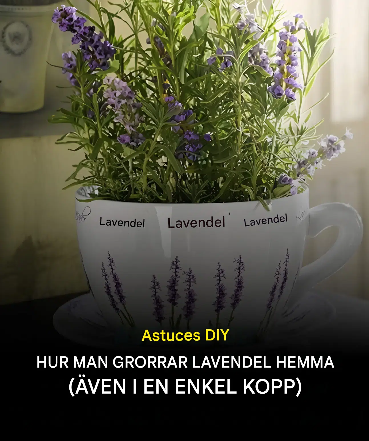 Hur man odlar lavendel hemma (även i en enkel kopp)