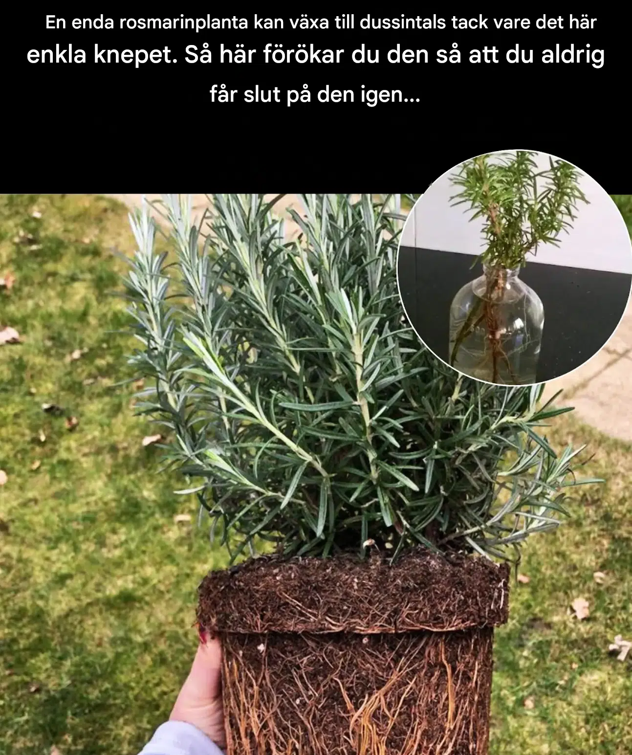 Hur man multiplicerar rosmarin: förvandla en enda växt till dussintals