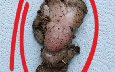 Jag hittade den här i min flickväns rum, under garderoben.
