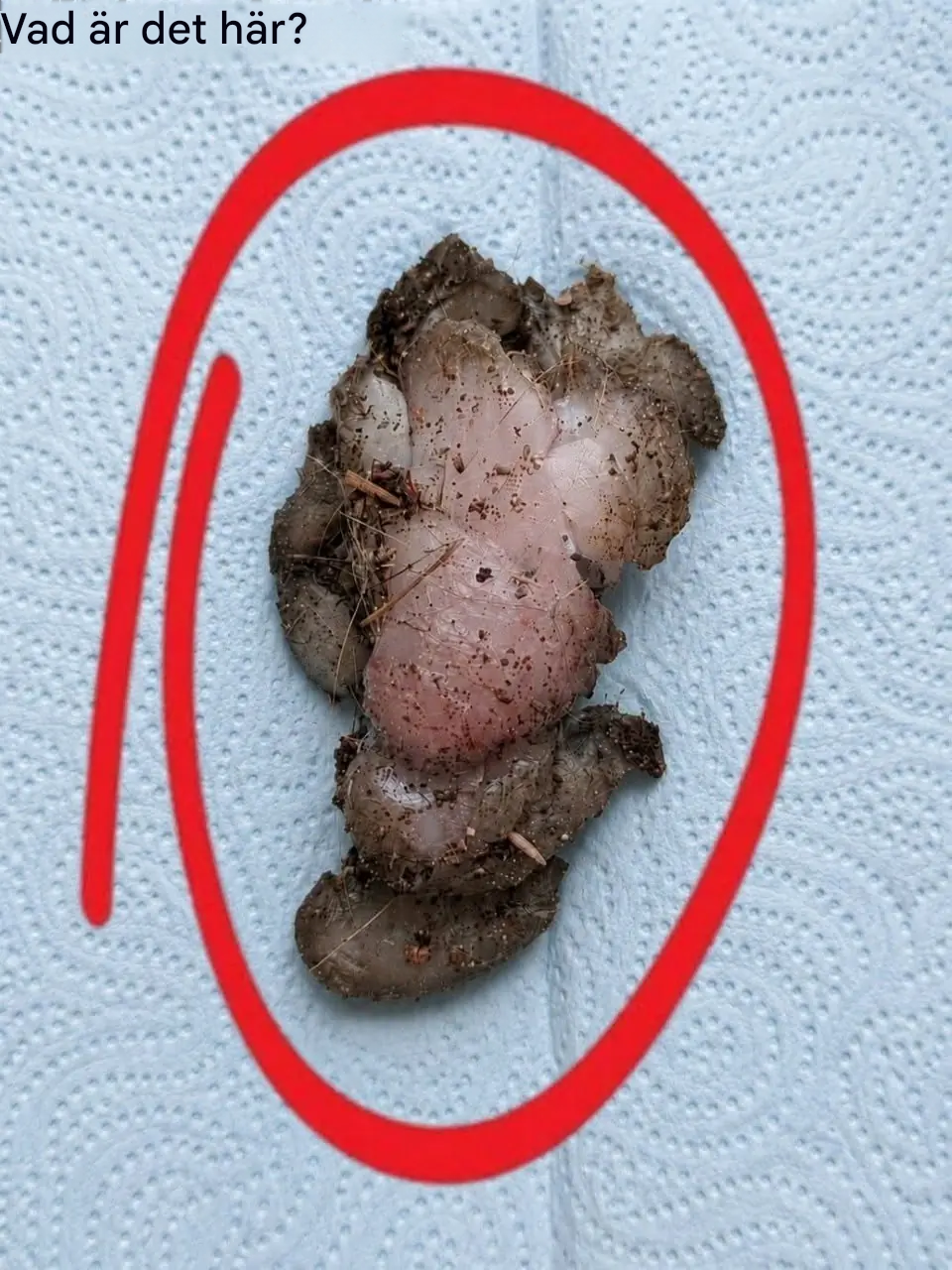Jag hittade den här i min flickväns rum, under garderoben.