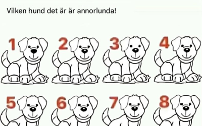 De flesta misslyckas: Kan du hitta vilken hund som är annorlunda?