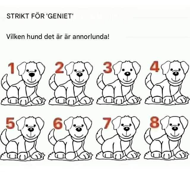 De flesta misslyckas: Kan du hitta vilken hund som är annorlunda?