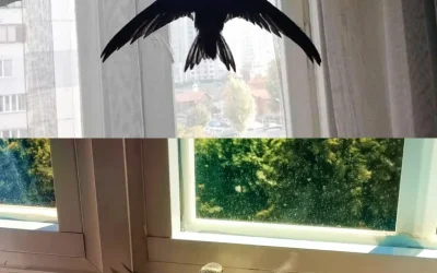 Symboliken med att besöka fåglar