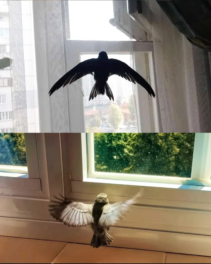 Symboliken med att besöka fåglar