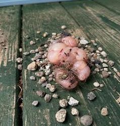 I morse gick jag ut på verandan och upptäckte detta.