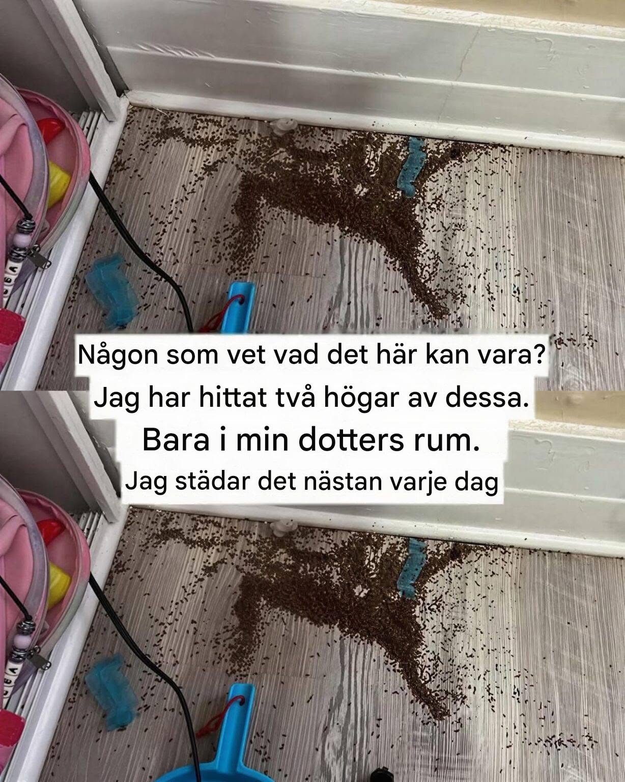 Någon som vet vad det här kan vara? Jag har hittat två högar av dessa i min dotters rum.