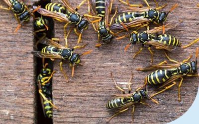 Detta enkla gör-det-själv-knep för naturlig getingdödare dödar getingar snabbt