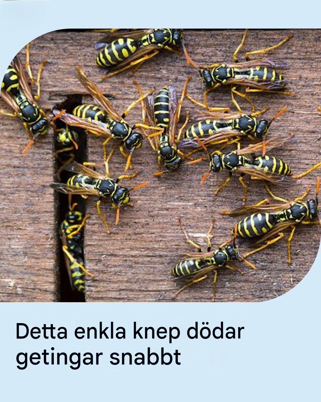 Detta enkla gör-det-själv-knep för naturlig getingdödare dödar getingar snabbt