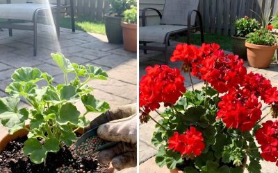 Hur man gödslar pelargoner för fylliga, livfulla blommor hela sommaren