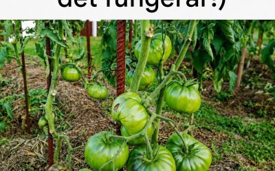 Ett hemmagjort medel mot mögel (och det fungerar!)