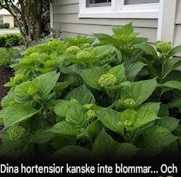 Hortensior kan blomma vackert … Men de flesta trädgårdsmästare gör just detta misstag!