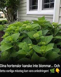 Hortensior kan blomma vackert … Men de flesta trädgårdsmästare gör just detta misstag!