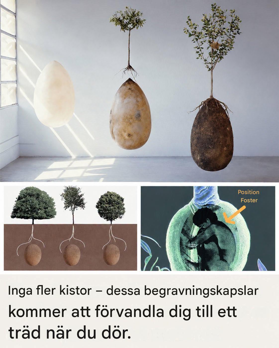 Inga fler kistor – dessa begravningskapslar kommer att förvandla dig till ett träd när du dör.