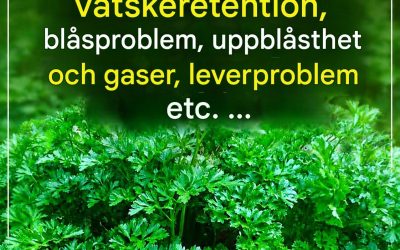 Persilja (Petroselinum crispum), växten som skyddar njurarna: medicinska egenskaper, fördelar och användningsområden