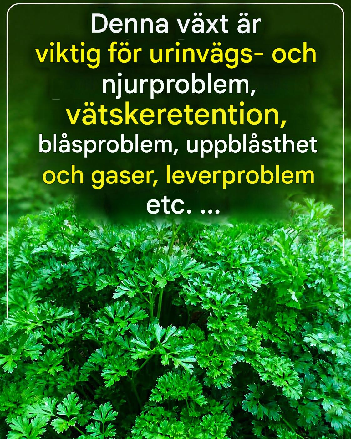 Persilja (Petroselinum crispum), växten som skyddar njurarna: medicinska egenskaper, fördelar och användningsområden