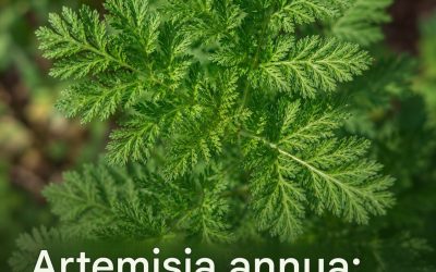 Artemisia annua: växten som stör läkemedelsindustrin