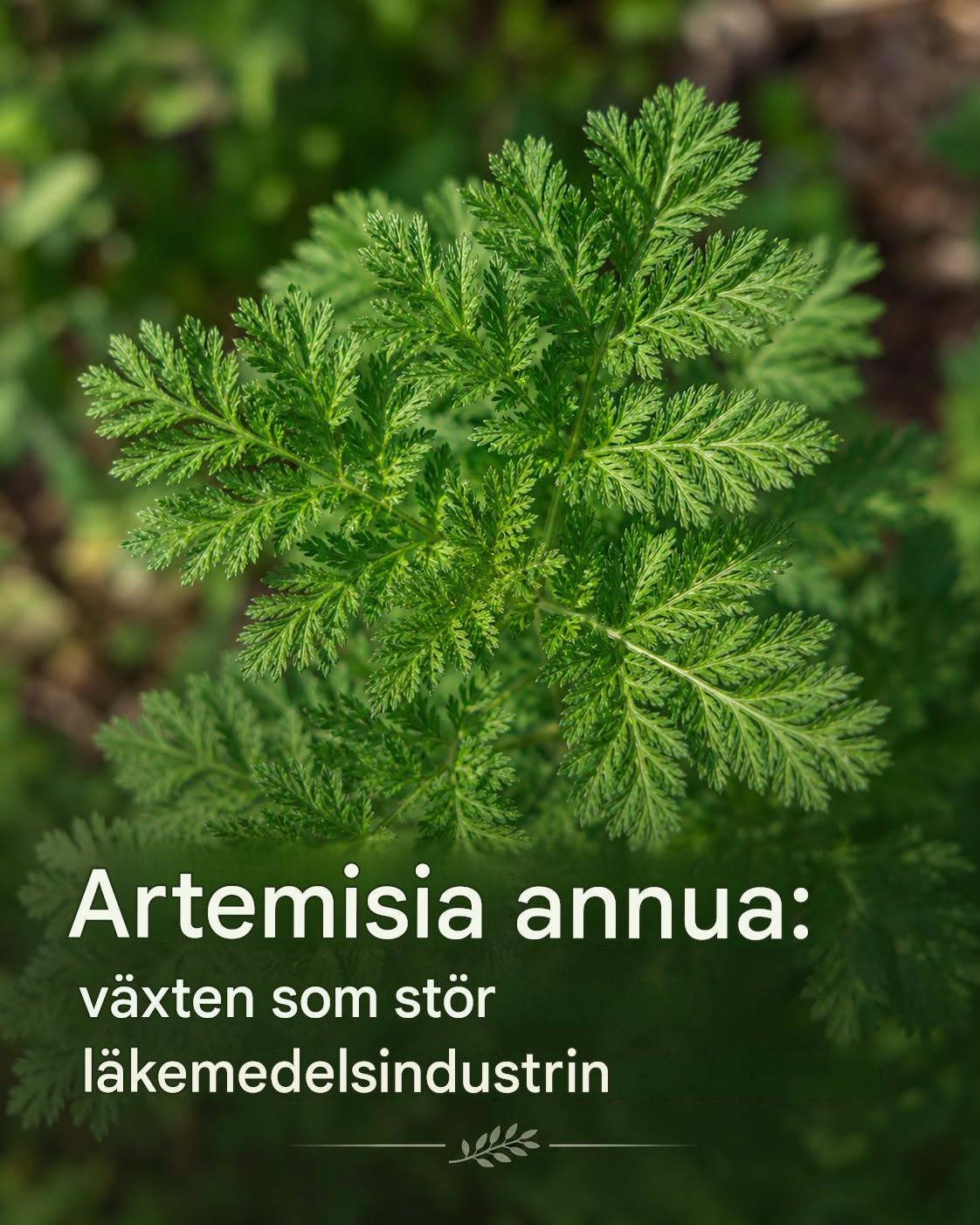 Artemisia annua: växten som stör läkemedelsindustrin