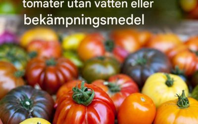 Pascal Poot, mannen som odlar 400 sorters tomater utan vatten eller bekämpningsmedel