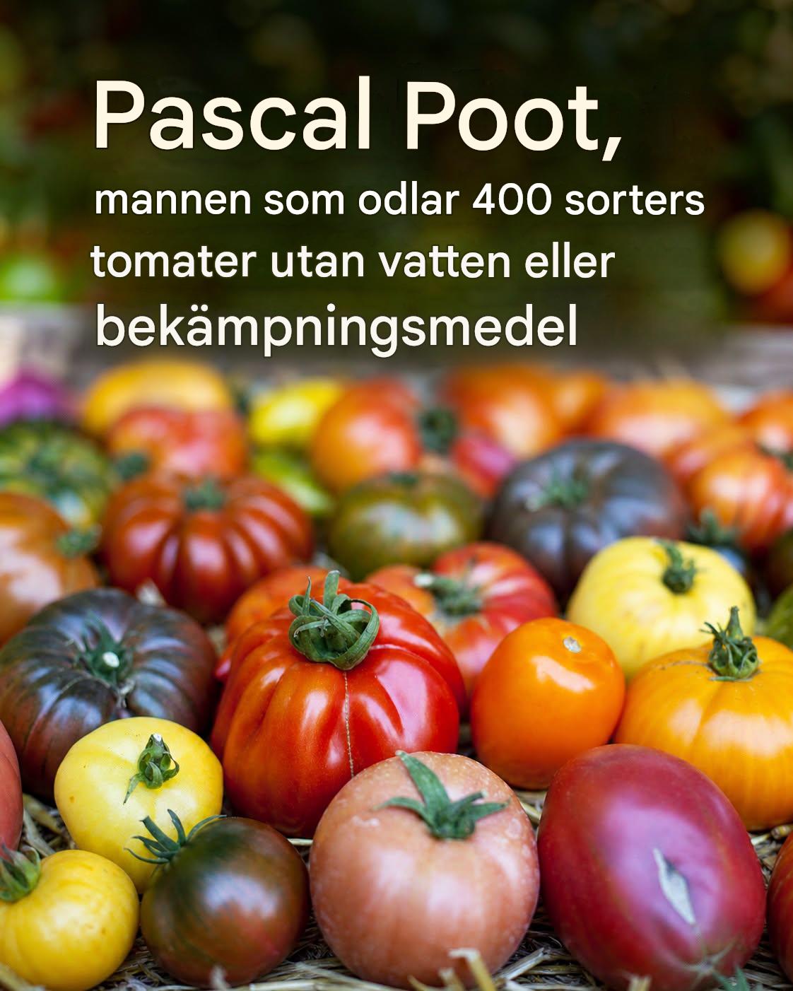 Pascal Poot, mannen som odlar 400 sorters tomater utan vatten eller bekämpningsmedel