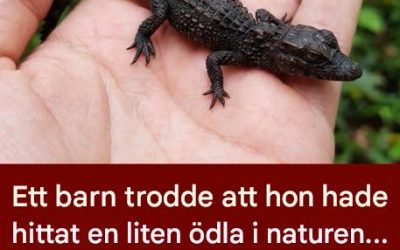 En liten flicka fångar vad hon tror är en ödla: veterinärens undersökning avslöjar en chockerande sanning