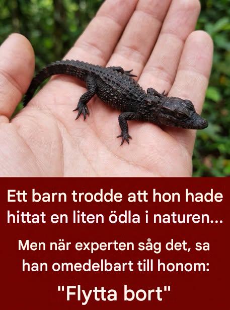 En liten flicka fångar vad hon tror är en ödla: veterinärens undersökning avslöjar en chockerande sanning