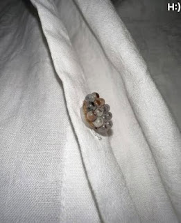 Jag hittade dessa små bollar i min säng och höll nästan på att få en hjärtattack: här är vad de var