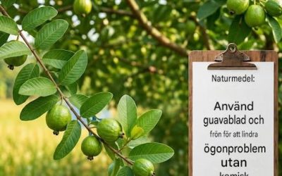 En naturlig metod med guavablad för att behandla ögonproblem, förbättra synen och lindra ögonsmärta och trötthet, särskilt med åldern eller efter att ha varit uppe sent, utan behov av medicinering. Skriv “OK” för att få receptet och instruktionerna i den första kommentaren.