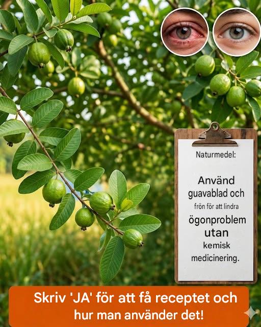 En naturlig metod med guavablad för att behandla ögonproblem, förbättra synen och lindra ögonsmärta och trötthet, särskilt med åldern eller efter att ha varit uppe sent, utan behov av medicinering. Skriv “OK” för att få receptet och instruktionerna i den första kommentaren.
