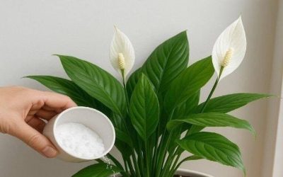 Rosmarinte för välbefinnande: Ett naturligt örtmedel