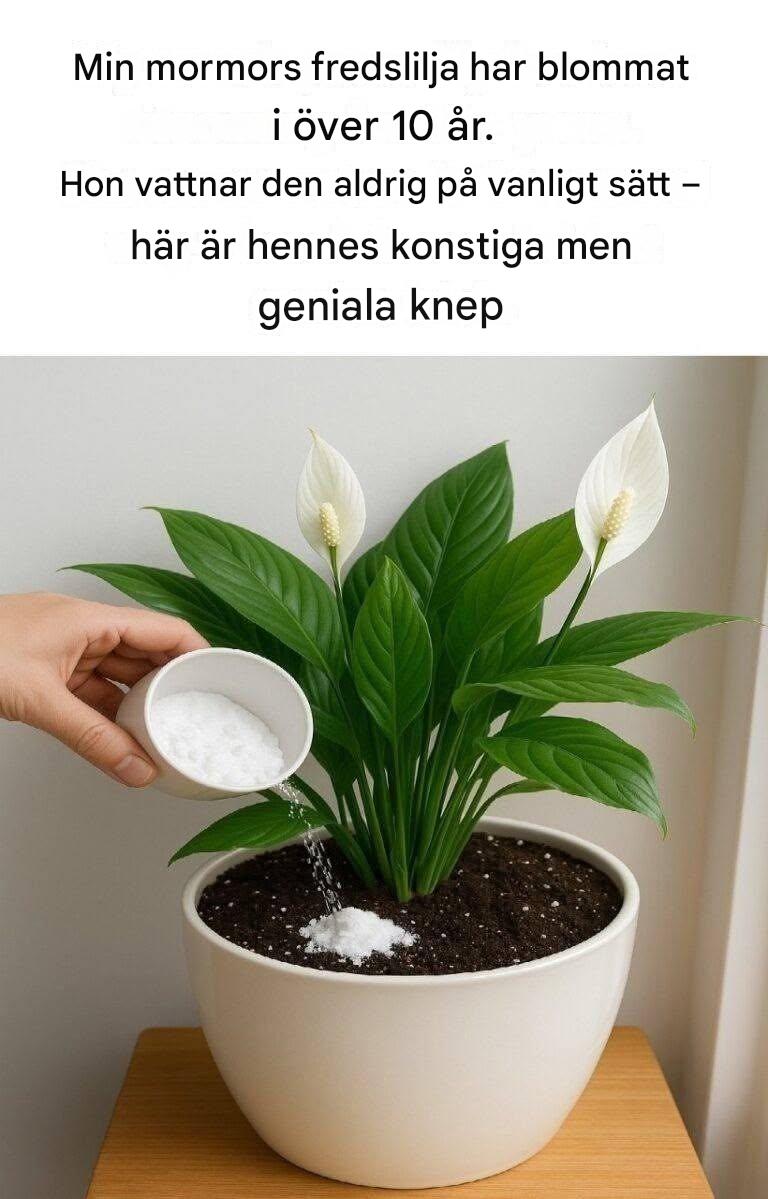 Rosmarinte för välbefinnande: Ett naturligt örtmedel