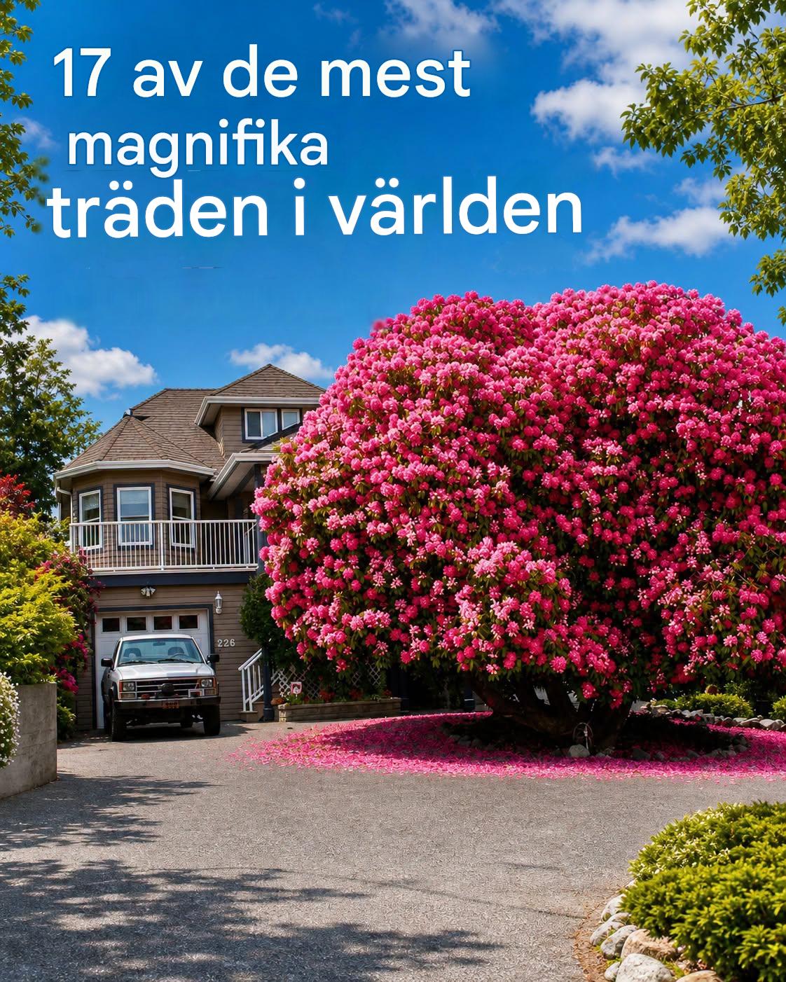 17 av de mest magnifika träden i världen