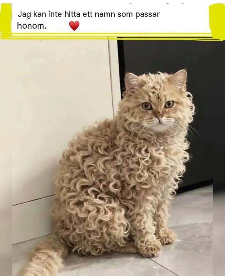 Den här katten väntar på sitt namn … kan det bli ditt? : ”Klicka nu och föreslå ett namn … ditt kanske väljs!”