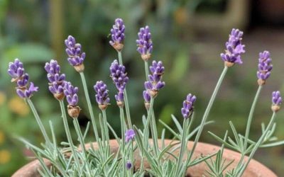 De flesta har ingen aning. Odla lavendel från sticklingar så här enkelt med hjälp av den här guiden