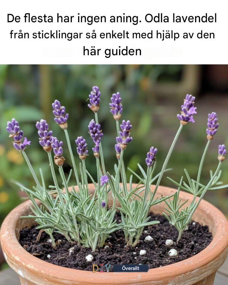 De flesta har ingen aning. Odla lavendel från sticklingar så här enkelt med hjälp av den här guiden