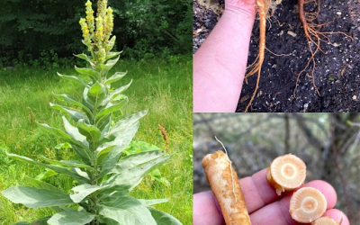 Den dolda kraften i kungsljusrötter: Naturens glömda andningsallierade