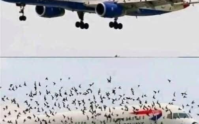 Den häpnadsväckande anledningen till att denna skräckslagna pilot brast i gråt efter en nödlandning räddade sina passagerare från en svärm av tusentals Angry Birds