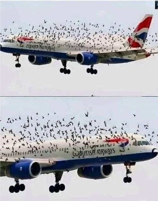 Den häpnadsväckande anledningen till att denna skräckslagna pilot brast i gråt efter en nödlandning räddade sina passagerare från en svärm av tusentals Angry Birds