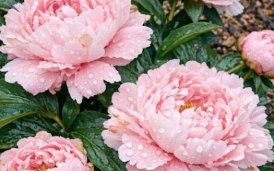 Blommar pioner? 9 viktiga saker du måste göra i juni för att få de där vackra blommorna att hålla i veckor längre.