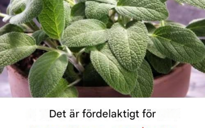 Fördelarna med denna viktiga kulinariska växt för hjärnhälsa hos vuxna över 60