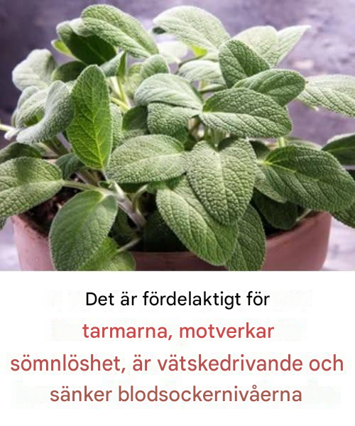 Fördelarna med denna viktiga kulinariska växt för hjärnhälsa hos vuxna över 60