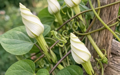Har du månblomma? 10 viktiga uppgifter du måste göra i juli för att få jättevita blommor att öppna sig varje natt