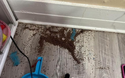 ”Vet någon vad det här kan vara? Jag har hittat två högar av dessa … i min dotters rum.”