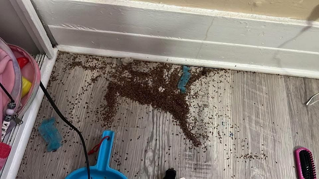 ”Vet någon vad det här kan vara? Jag har hittat två högar av dessa … i min dotters rum.”
