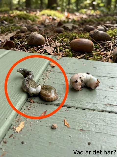 Vet någon vad det här är? Svaret förvånade mig en hel del.