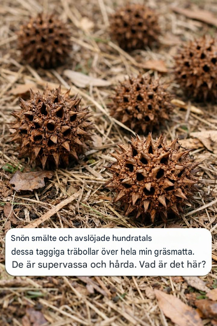 Snön smälte och avslöjade hundratals av dessa taggiga träbollar över hela min gräsmatta. De är supervassa och hårda. Vad är det här för något?